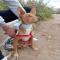 GPAR :: Grupo de Protección Animal de Rute